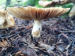 Russula fragrantissima