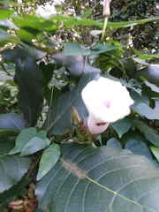 Ipomoea pandurata