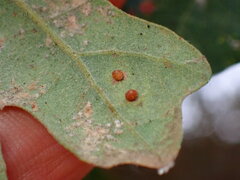 Neuroterus saltatorius