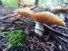 Russula fragrantissima