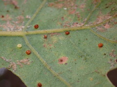 Neuroterus saltatorius