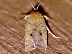 Epiglaea apiata