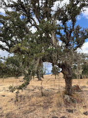 Quercus × jolonensis