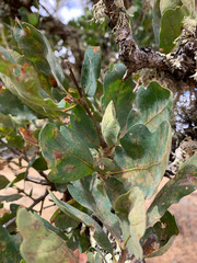 Quercus × jolonensis