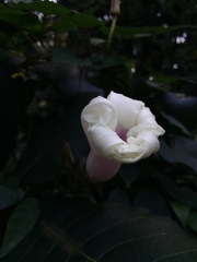 Ipomoea pandurata