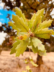 Quercus × jolonensis