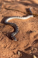 Brachyurophis approximans