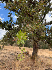Quercus × jolonensis