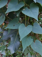 Ipomoea pandurata