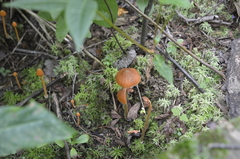Entoloma quadratum
