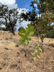 Quercus × jolonensis