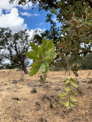 Quercus × jolonensis