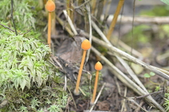 Entoloma quadratum