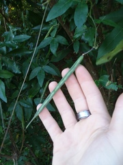 Centrosema arenicola