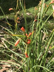 Iridaceae