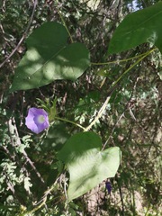 Ipomoea nil