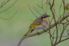 Gavicalis virescens