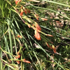 Iridaceae