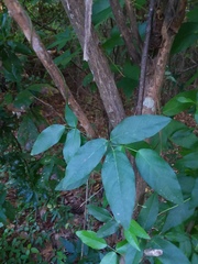 Centrosema arenicola