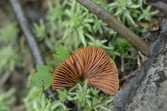 Entoloma quadratum