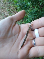 Centrosema arenicola