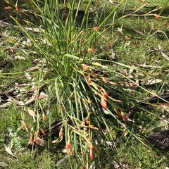 Iridaceae