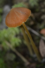 Entoloma quadratum