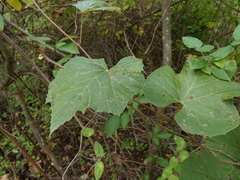 Vitis labrusca