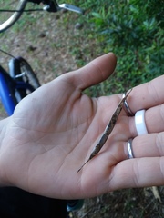 Centrosema arenicola