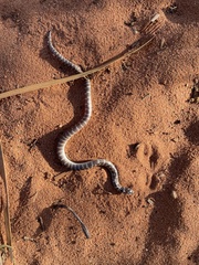 Brachyurophis approximans