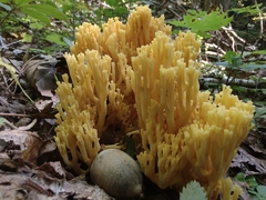 Ramaria