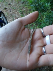 Centrosema arenicola