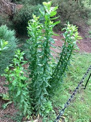 Senecio glastifolius