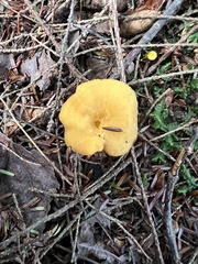 Craterellus ignicolor