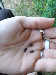 Centrosema arenicola