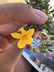 Menodora