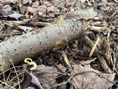 Clavulinopsis appalachiensis