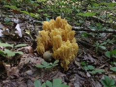 Ramaria