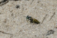 Microbembex monodonta