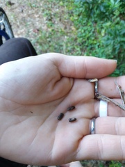 Centrosema arenicola