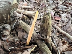 Clavulinopsis appalachiensis