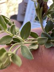 Menodora