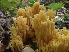 Ramaria