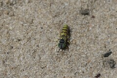 Microbembex monodonta