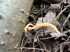 Clavulinopsis appalachiensis