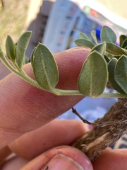 Menodora