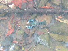 Euastacus sulcatus