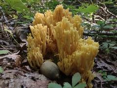 Ramaria