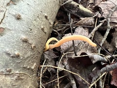 Clavulinopsis appalachiensis