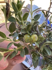 Menodora